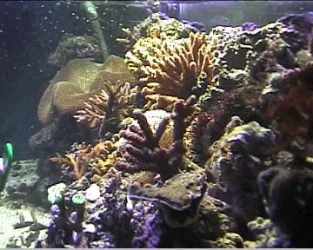 reef1_025.webp