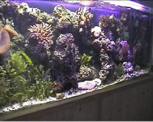 reef1_008.webp