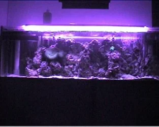my_reef_tank_011.webp