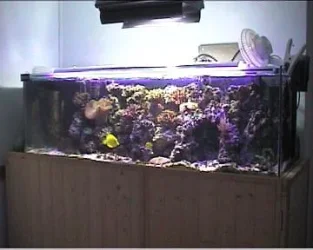 reef1_053.webp