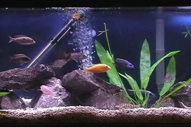 45_gallon.webp