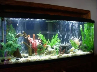 myfishtank2.webp