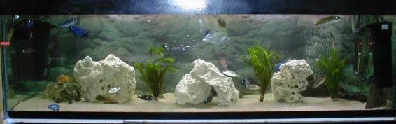 Pics_bigtank_001.webp