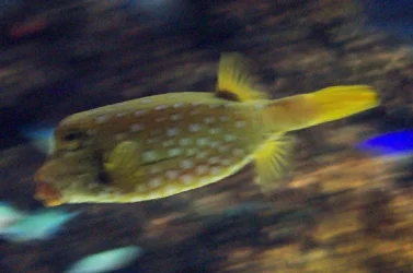 puffer.webp