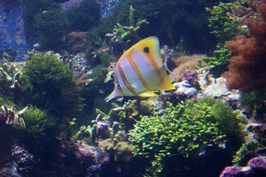 reef4.webp