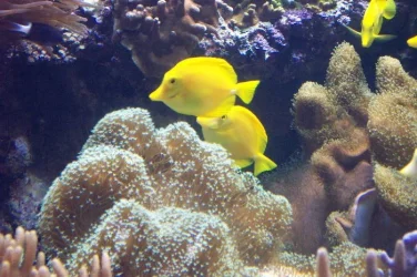 reef5.webp