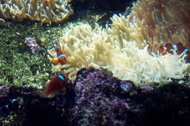 reef6.webp
