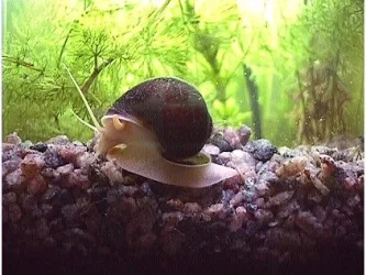 SnailAppleChestnut03.webp