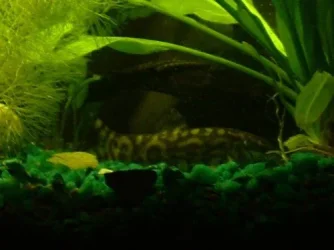 loach2.webp