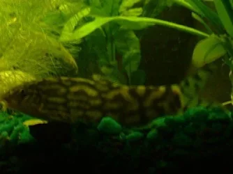 loach1.webp