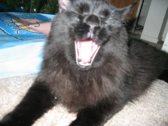 bigyawn.webp