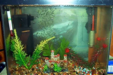 Fry_Tank_3.webp
