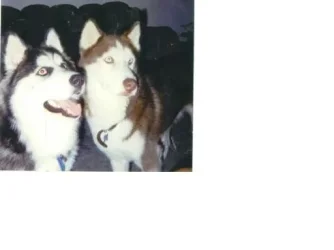 Our_pups.webp