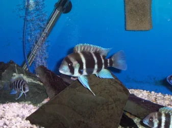 six_bar_frontosa.webp