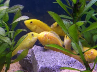 yellow_fishies.webp