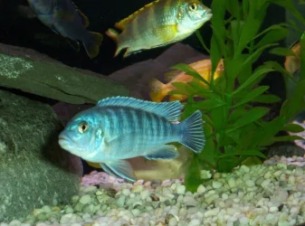 50g_5.webp