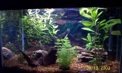 Tank.webp