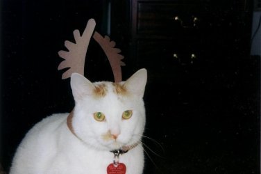 getting_ready_for_x_mas0001.JPG