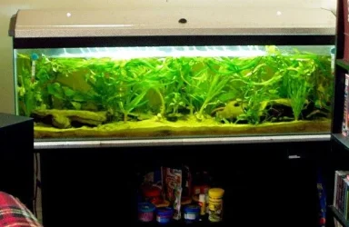 new_tank.webp