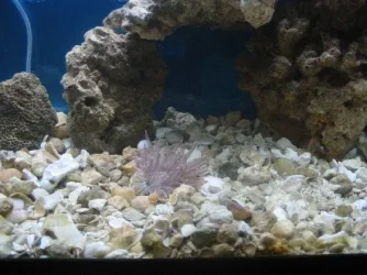 anemone.webp