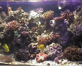 reef1_067.webp