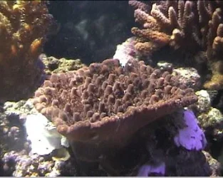 reef1_066.webp