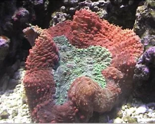 reef1_065.webp