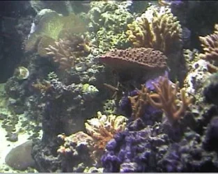 reef1_064.webp