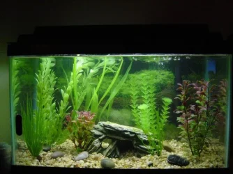 MyTank.webp