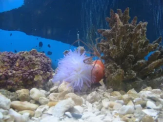 anemone_shareing.webp