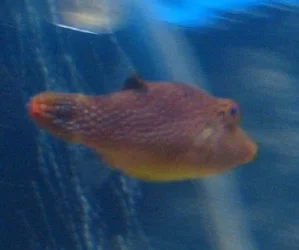 puffy_2.webp