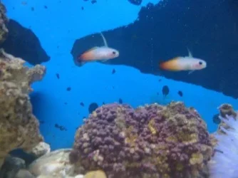 fire_fish.webp