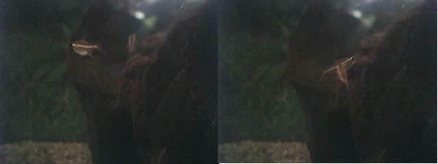 fish.JPG