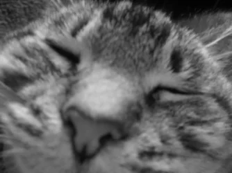 whiskey3.webp