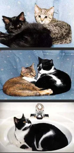 cats.webp
