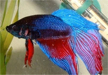 betta.webp