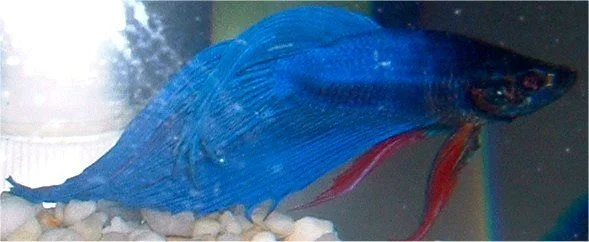 new_betta.webp