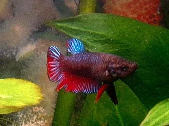female_betta3.webp