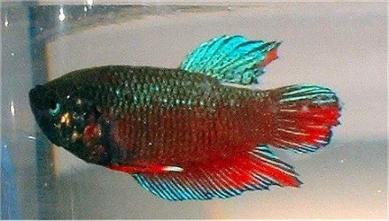 female_betta.webp