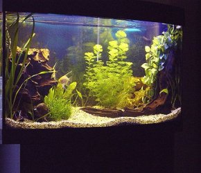 FishTank1.jpg