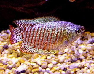 gourami.jpg