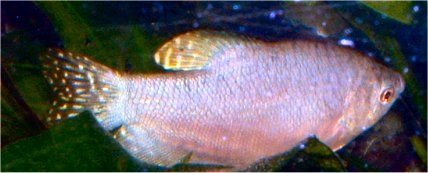 Opalinegourami.jpg