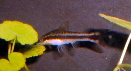 Otocinclus.jpg