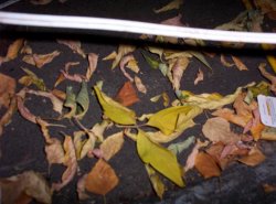 leaves.JPG