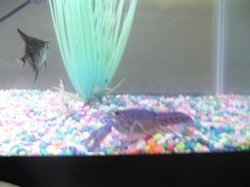 lobster.JPG