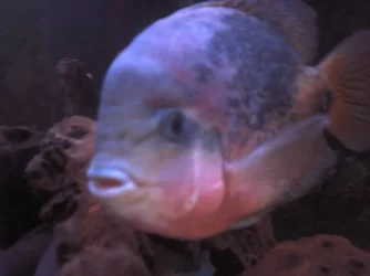 PIC0005.webp