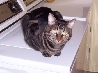 tony_washing_clothes.webp