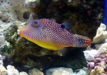 Blue_spotted_Puffer___Ginamoore.webp