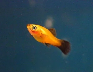 ST_Fry_02.webp