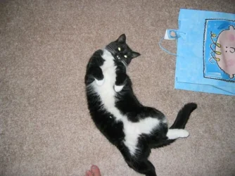 kittenloveme2.webp